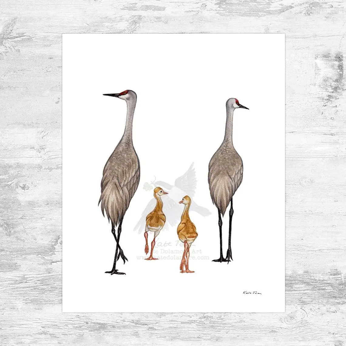 Sandhill Crane Family Of Four 8x10 Art Print