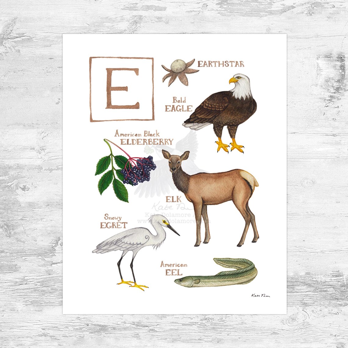 Letter "E" Nature Alphabet 8x10 Art Print