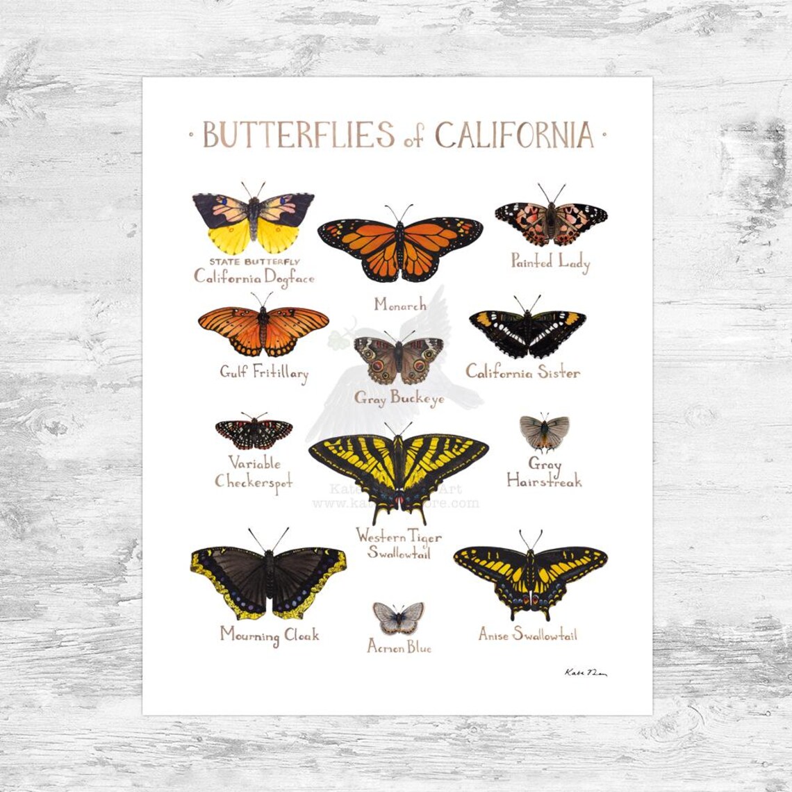California Butterflies Field Guide Art Print Mini 8x10