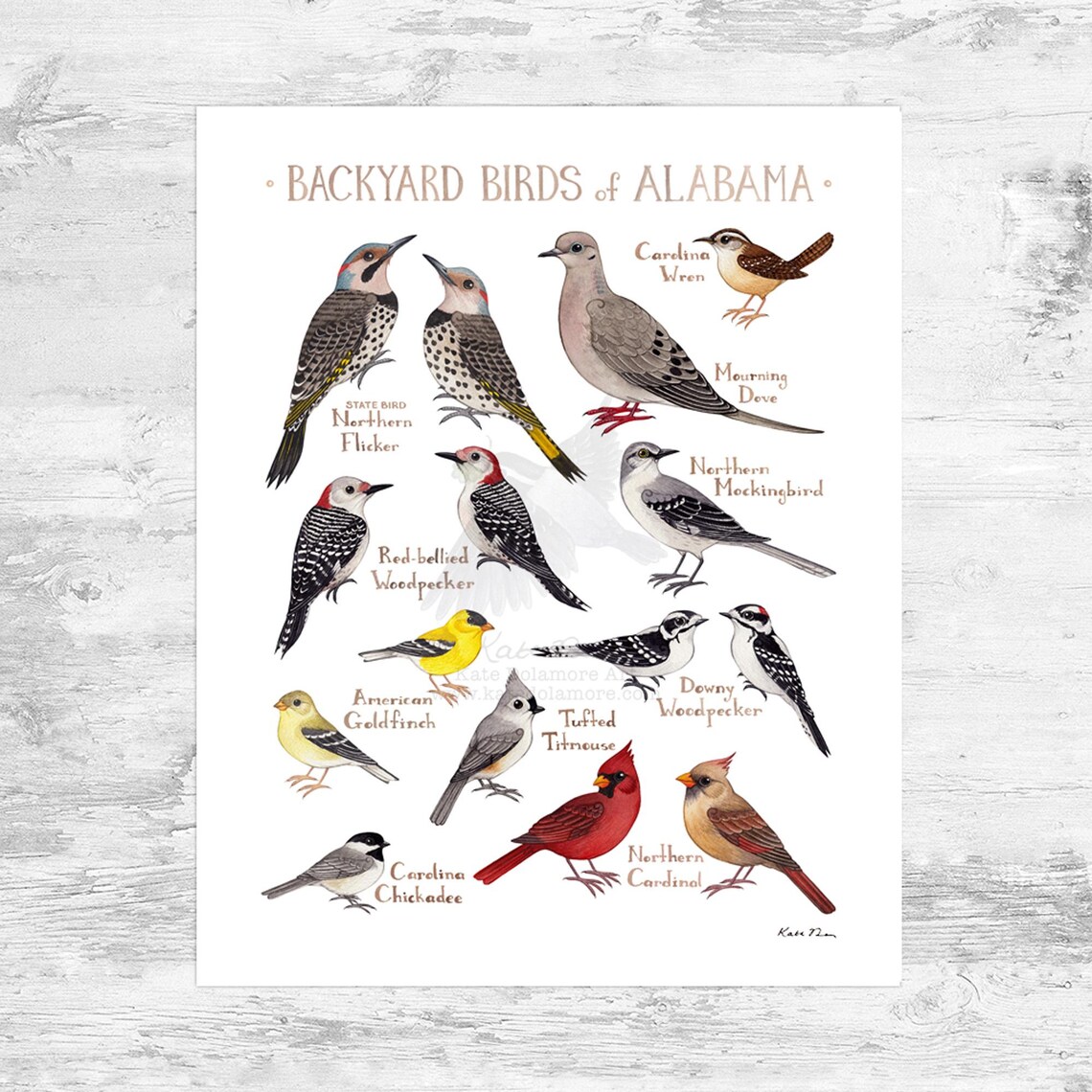 Alabama Backyard Birds Field Guide Art Print Mini 8x10