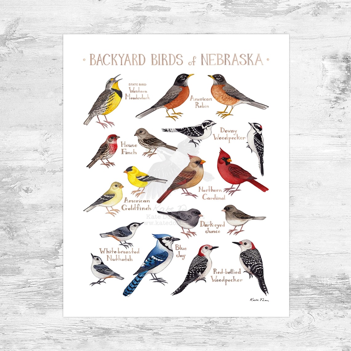 Nebraska Backyard Birds Field Guide Art Print Mini 8x10