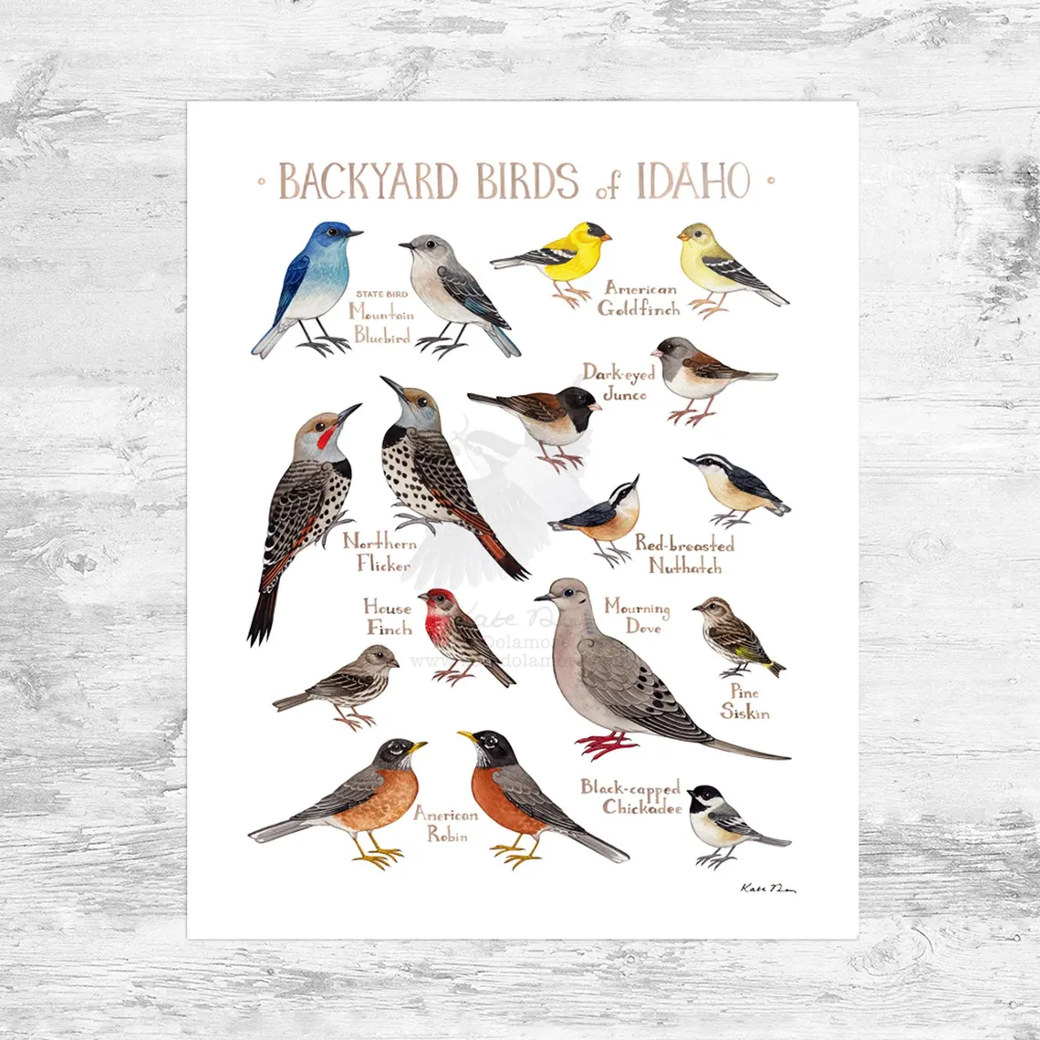 Idaho Backyard Birds Field Guide Art Print Mini 8x10