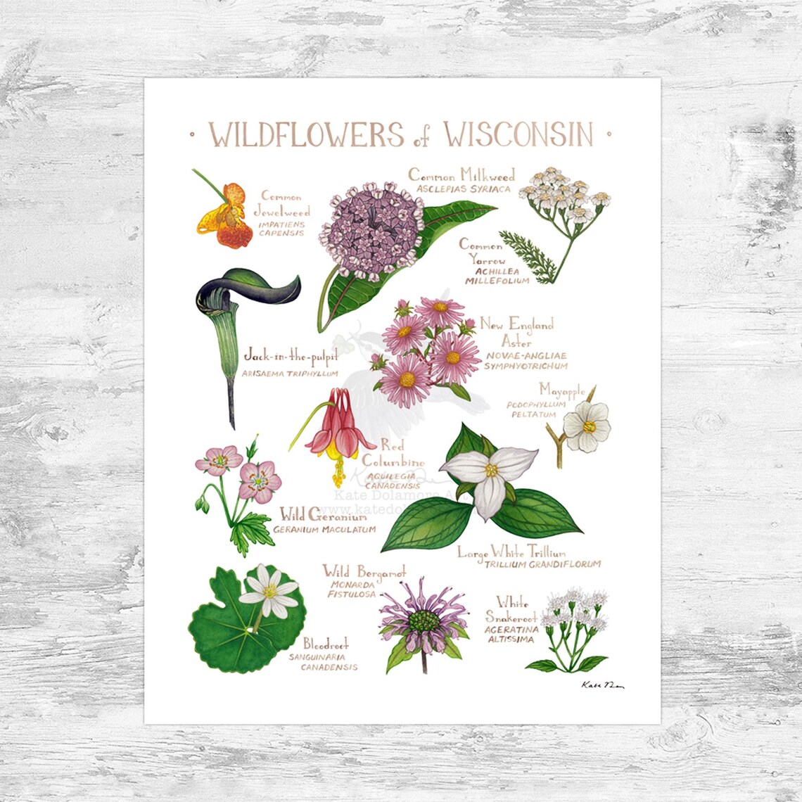 Wisconsin Wildflowers Field Guide Art Print Mini 8x10