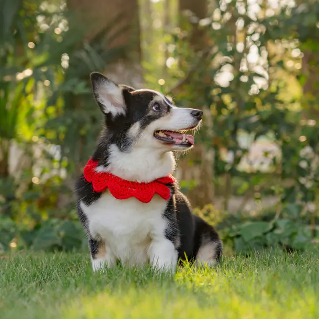 A corgi sitting on grass wearing a red crochet lace collar